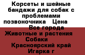 Корсеты и шейные бандажи для собак с проблемами позвоночника › Цена ­ 2 500 - Все города Животные и растения » Собаки   . Красноярский край,Игарка г.